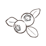 Myrtille