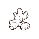 Gingembre
