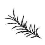 Romarin